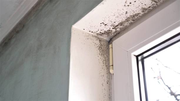 Best Emergency Mold Remediation  in Heppner, OR