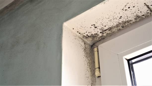 Mold Documentation for Insurance Claims in Heppner, OR