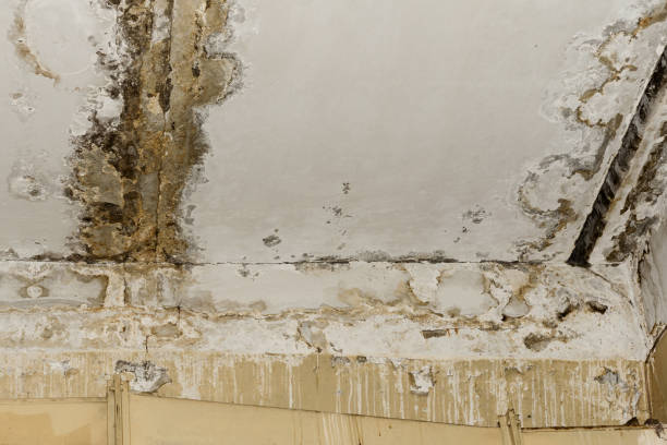 Best Basement Mold Removal  in Heppner, OR