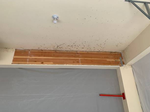 Best Emergency Mold Remediation  in Heppner, OR