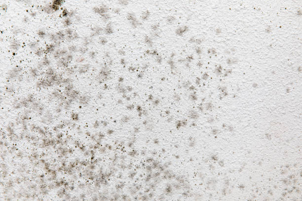 Trusted Heppner, OR Mold Removal Experts
