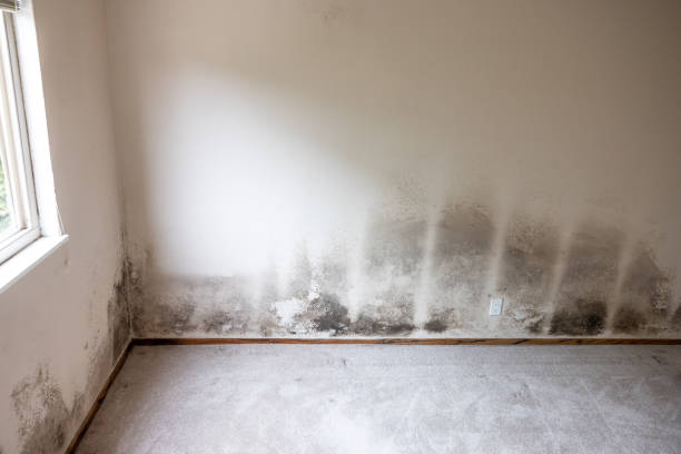 Mold Odor Removal Services in Heppner, OR
