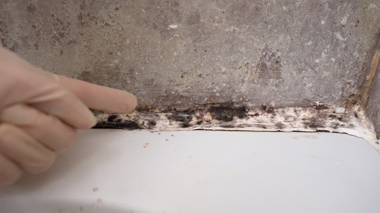 Best Crawl Space Mold Remediation  in Heppner, OR
