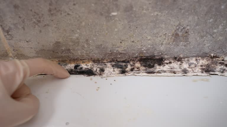 Best Dehumidification Services  in Heppner, OR